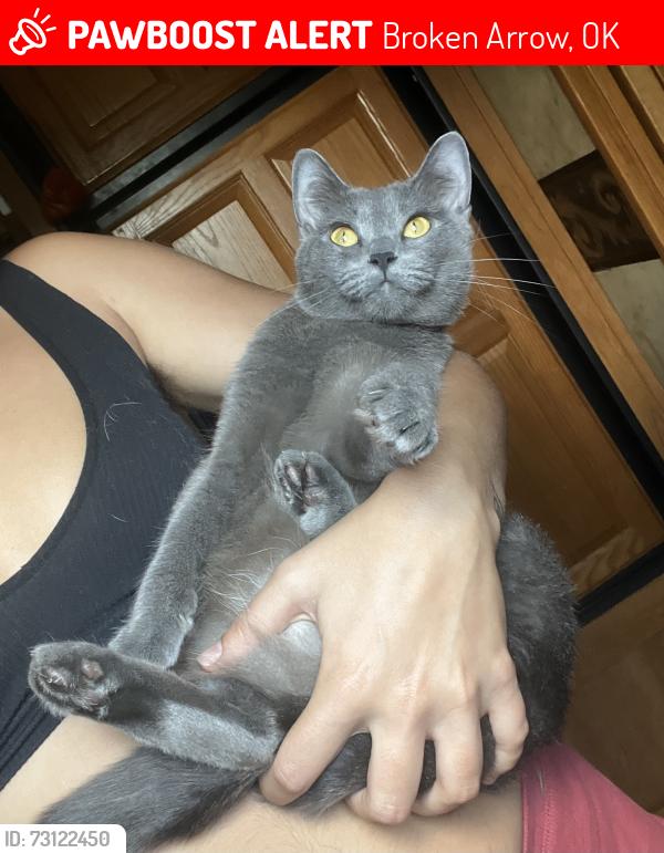 Lost Female Cat last seen W Jasper St & S Aspen Ave, Broken Arrow, OK 74011