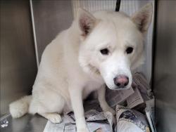Shelter Stray Male Dog last seen , 3201 Lacy St, Los Angeles, CA 90031, USA