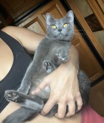 Lost Female Cat last seen W Jasper St & S Aspen Ave, Broken Arrow, OK 74011
