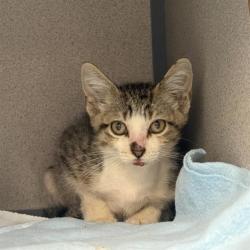Shelter Stray Female Cat last seen Near BLOCK N CALAVERAS, 4710 TX-151, San Antonio, TX 78227, USA