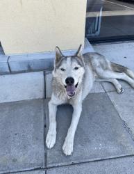 Found/Stray Unknown Dog last seen Francisquito and Sunset, West Covina, CA 91790