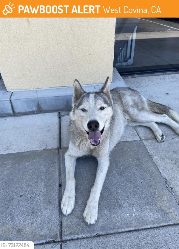 Found/Stray Unknown Dog last seen Francisquito and Sunset, West Covina, CA 91790