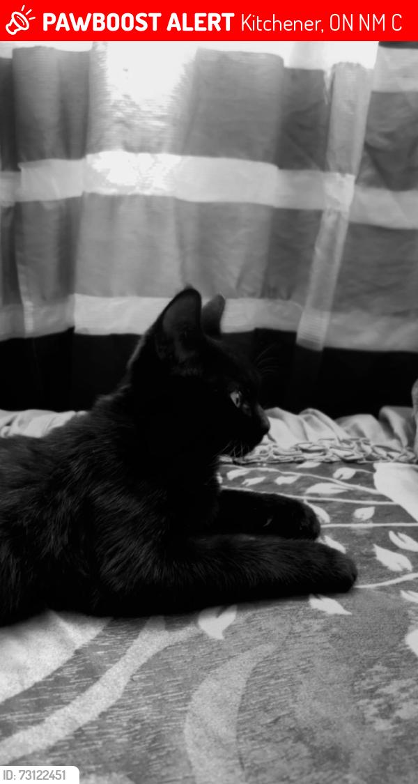 Lost Female Cat last seen Back parking of the 145 Brybeck apmt, Kitchener, ON N2M 2C5