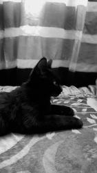 Lost Female Cat last seen Back parking of the 145 Brybeck apmt, Kitchener, ON N2M 2C5