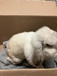Shelter Stray Female Rabbit last seen Near BLK ATLANTIC AVE, LONG BEACH, CA 90805, 7700 E Spring St, Long Beach, CA 90815, USA