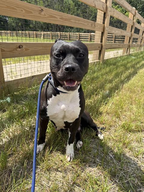Shelter Stray Female Dog last seen Near, 2600 S Harding St, Indianapolis, IN 46221, USA