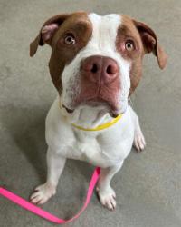 Shelter Stray Male Dog last seen CREEKSIDE CROSSING DR, 2020 Forest St, Jacksonville, FL 32204, USA