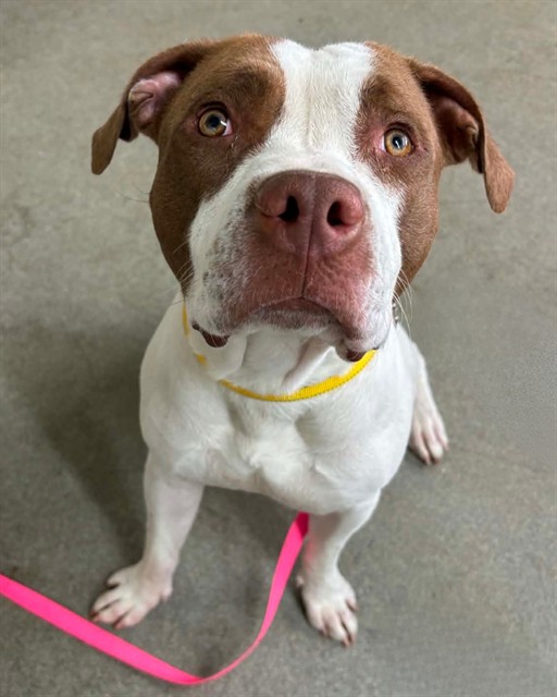 Shelter Stray Male Dog last seen CREEKSIDE CROSSING DR, 2020 Forest St, Jacksonville, FL 32204, USA