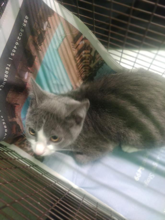 Shelter Stray Female Cat last seen , 1850 W 60th St, Los Angeles, CA 90047, USA