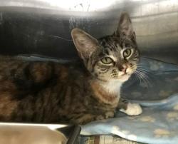 Shelter Stray Female Cat last seen , 1850 W 60th St, Los Angeles, CA 90047, USA