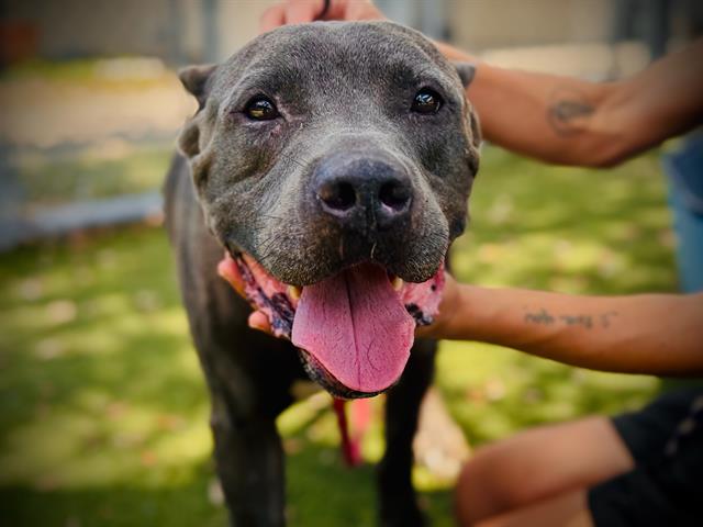 Shelter Stray Male Dog last seen , 2769 Conroy Rd, Orlando, FL 32839, USA