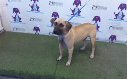 Shelter Stray Male Dog last seen , 2769 Conroy Rd, Orlando, FL 32839, USA