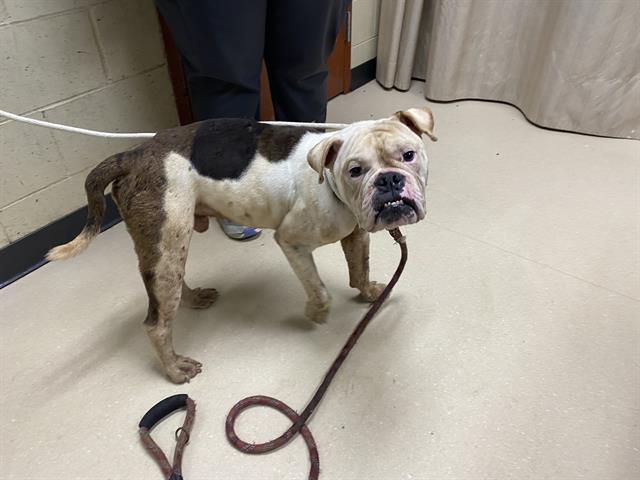 Shelter Stray Male Dog last seen Near BLOCK E HOPE AV, 3839 W Burnham St, West Milwaukee, WI 53215, USA