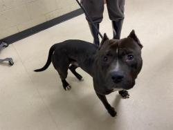 Shelter Stray Male Dog last seen Near BLOCK W LAPHAM BLVD, 3839 W Burnham St, West Milwaukee, WI 53215, USA