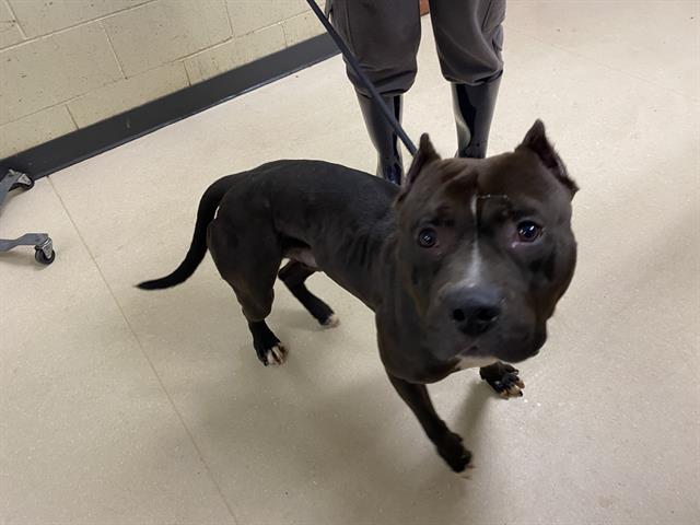 Shelter Stray Male Dog last seen Near BLOCK W LAPHAM BLVD, 3839 W Burnham St, West Milwaukee, WI 53215, USA