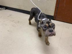 Shelter Stray Female Dog last seen E CAPITOL DR, 3839 W Burnham St, West Milwaukee, WI 53215, USA