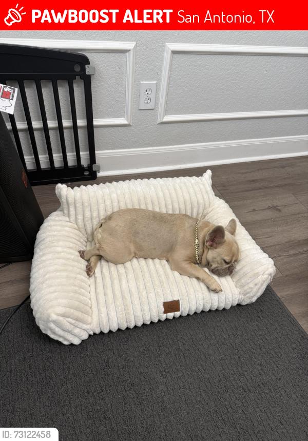 Lost Female Dog last seen Moss Brook dr, San Antonio, TX 78255