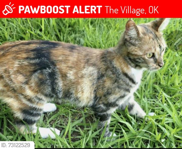 Lost Female Cat last seen Lyndon Circle, the Village, The Village, OK 73120