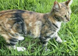 Lost Female Cat last seen Lyndon Circle, the Village, The Village, OK 73120