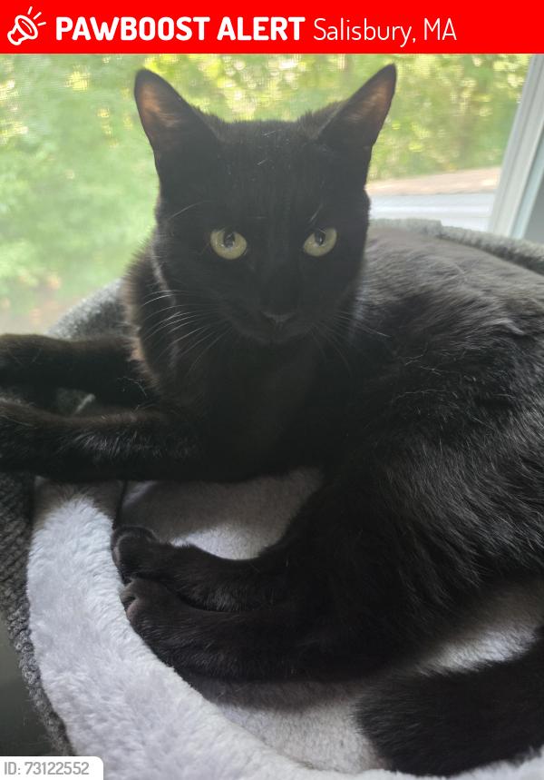 Lost Female Cat last seen Harrison Ave and Cushing Street, Salisbury, MA 01952
