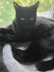 Lost Female Cat last seen Harrison Ave and Cushing Street, Salisbury, MA 01952