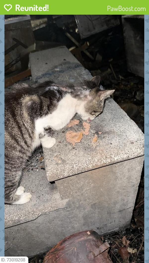 Reunited Male Cat last seen Midway park non base mobile homes near rocky run road and piney green, Piney Green, NC 28544