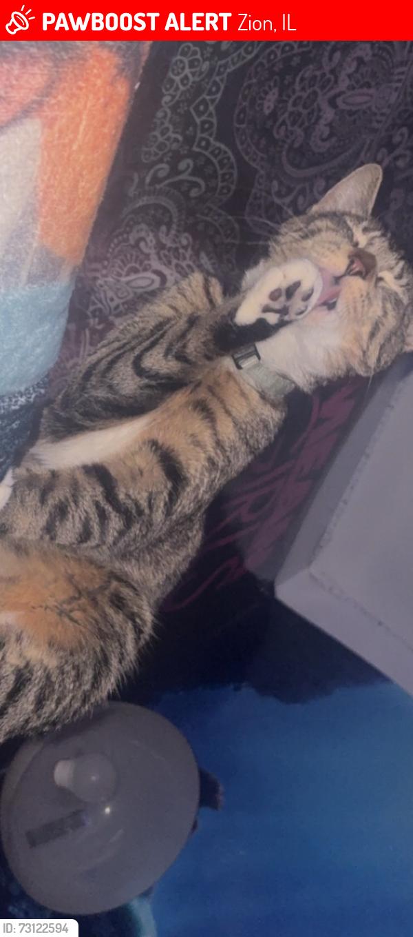 Lost Female Cat last seen Country Chalet apmts, Zion, IL 60099