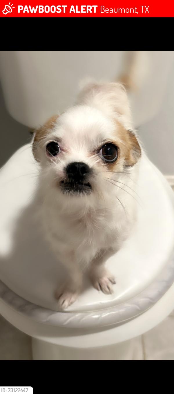 Lost Male Dog last seen Near college st & pinchback rd, Beaumont, TX 77707