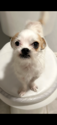 Lost Male Dog last seen Near college st & pinchback rd, Beaumont, TX 77707