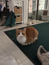 Reunited Male Cat last seen Armstrong Park, Markham, ON L3P 3Y3