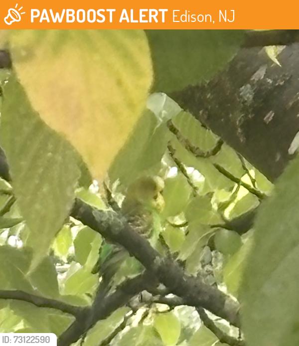Found/Stray Unknown Bird last seen Pines Manor and Sturgis Rd, Edison, NJ 08817