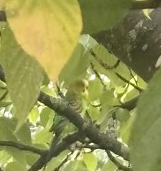 Found/Stray Unknown Bird last seen Pines Manor and Sturgis Rd, Edison, NJ 08817