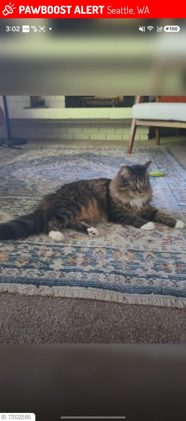 Lost Female Cat last seen Bitter Lake, Linden Ave, 135th, Seattle, WA 98133