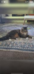 Lost Female Cat last seen Bitter Lake, Linden Ave, 135th, Seattle, WA 98133