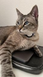 Lost Male Cat last seen Rancho del Rey in Aspire Encore residential community, Chula Vista, CA 91910