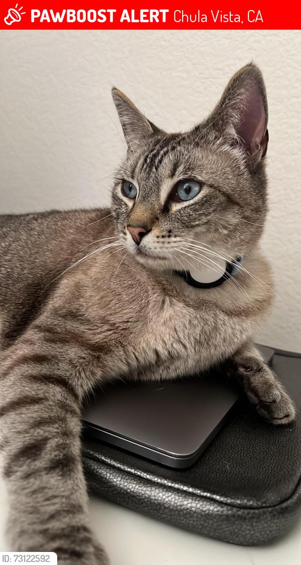 Lost Male Cat last seen Rancho del Rey in Aspire Encore residential community, Chula Vista, CA 91910