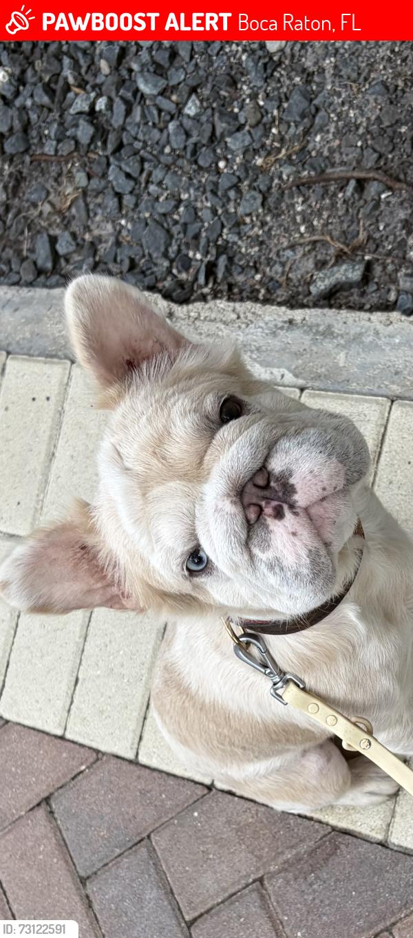 Lost Male Dog last seen Boca resort, Boca Raton, FL 33432