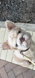 Lost Male Dog last seen Boca resort, Boca Raton, FL 33432