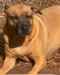 Reunited Female Dog last seen Stoneforest Dr and Towne Lake, Woodstock, GA 30189