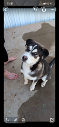 Lost Male Dog last seen Near twin falls drive Odessa Texas 79762, Odessa, TX 79762