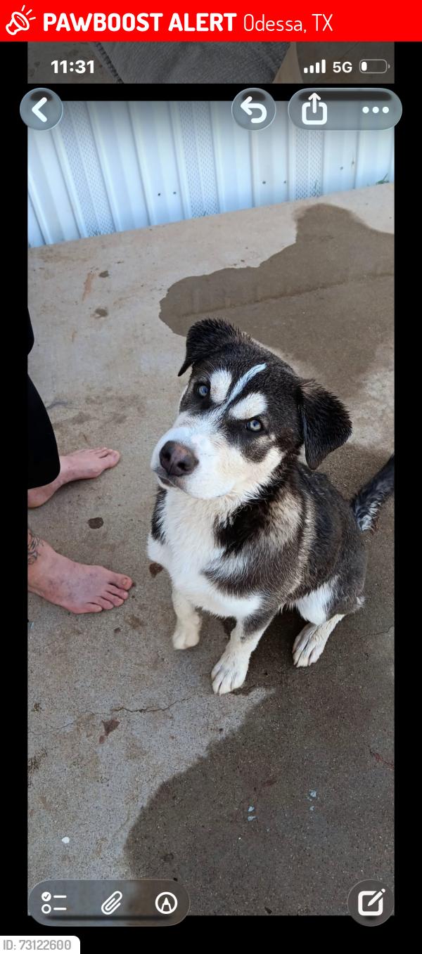 Lost Male Dog last seen Near twin falls drive Odessa Texas 79762, Odessa, TX 79762