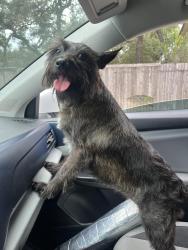 Reunited Female Dog last seen Near timber canyon dr, San Antonio, TX 78250