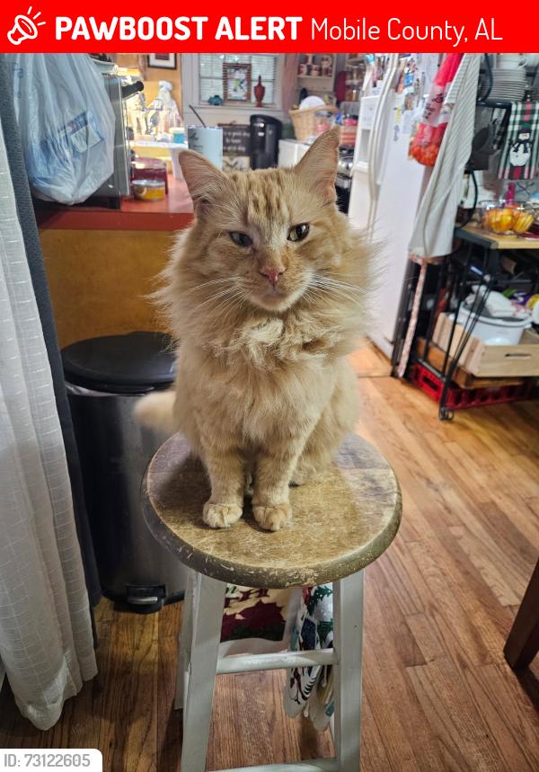 Lost Male Cat last seen Lott rd close to schillinger, Mobile County, AL 36613