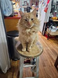 Lost Male Cat last seen Lott rd close to schillinger, Mobile County, AL 36613