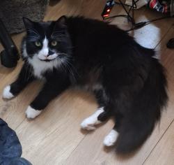 Reunited Male Cat last seen Althorp Road, NN5 5EF, West Northamptonshire, England 