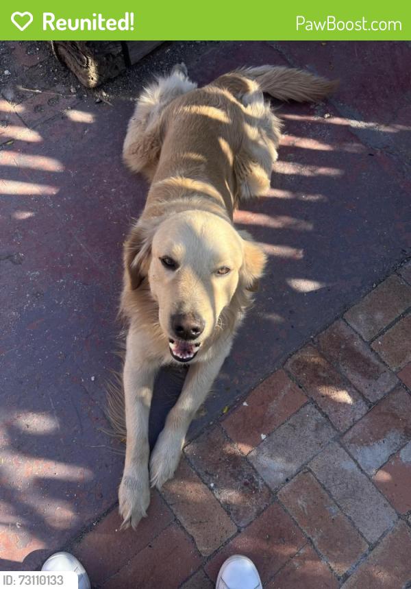 Reunited Male Dog last seen American eats, Tucson, AZ 85713