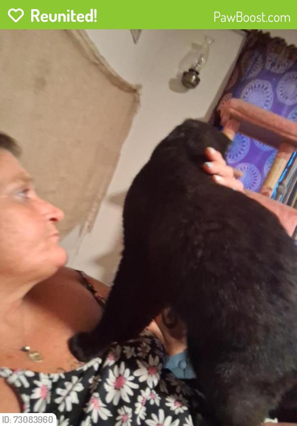 Reunited Male Cat last seen Park Ave, Lions Bridge, Franklin, OH 45005