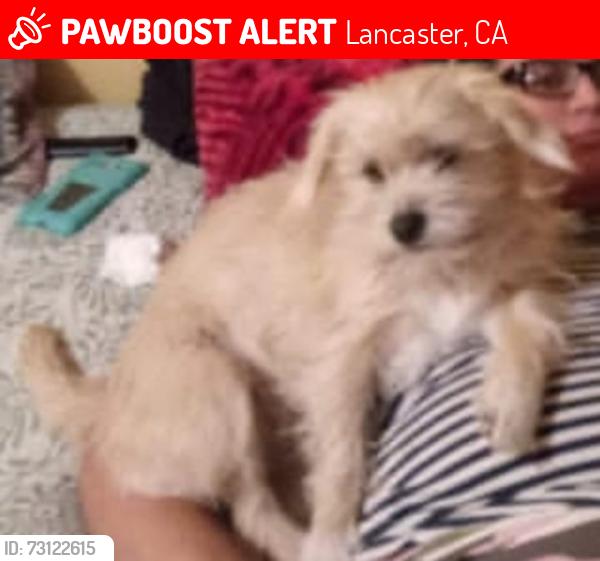 Lost Female Dog last seen Lancaster CA, Lancaster, CA 93534