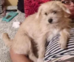 Lost Female Dog last seen Lancaster CA, Lancaster, CA 93534
