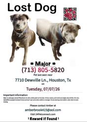 Lost Male Dog last seen Dewville Ln. & Canino Rd., Houston, TX 77037